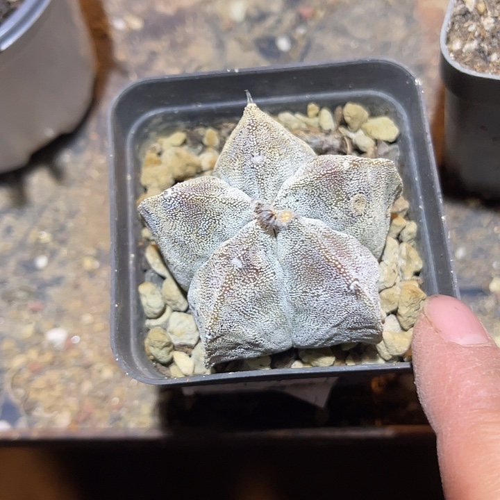 满38包邮2天凑单，脱土晾根发货多肉植物