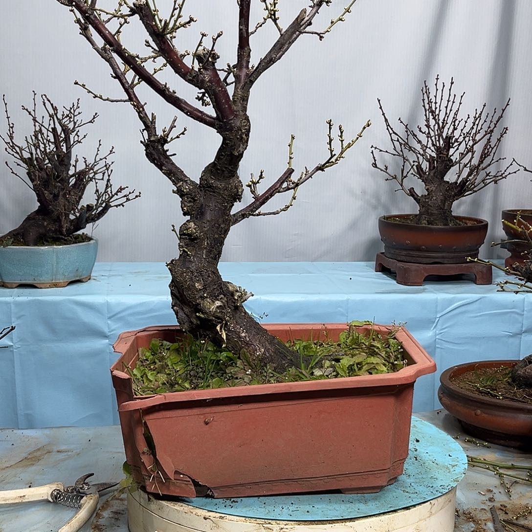 用***刘无花朵绿梅盆景。年功老桩。