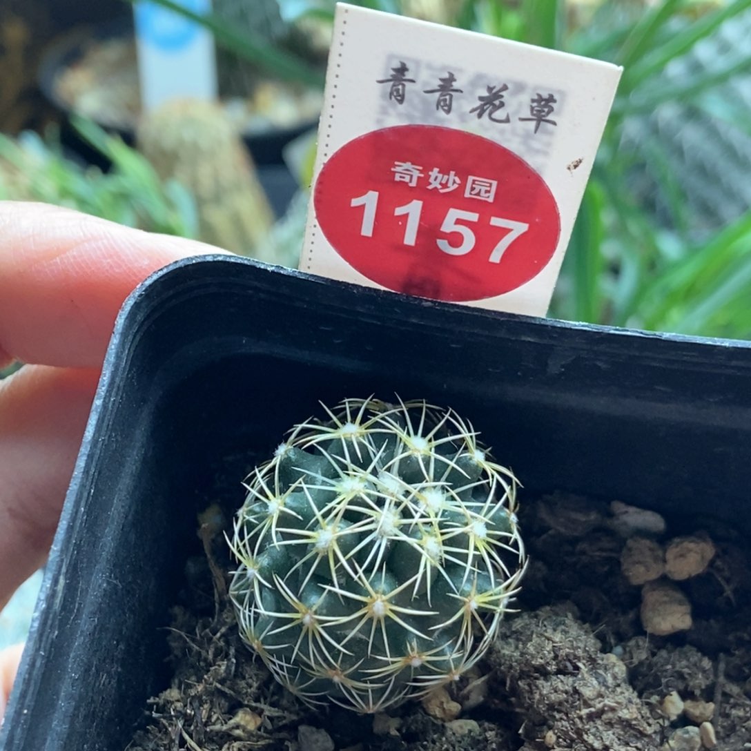 实生钢钉2.5cm一棵仙人球