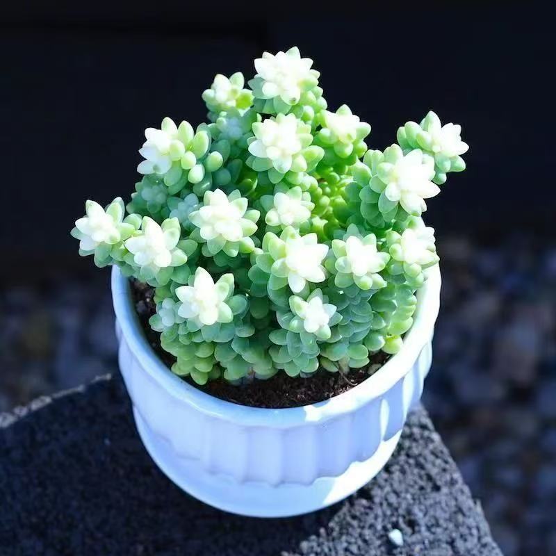 新品 {雪花玉坠} 带盆土发 新手好养活 室内外养金喜多肉