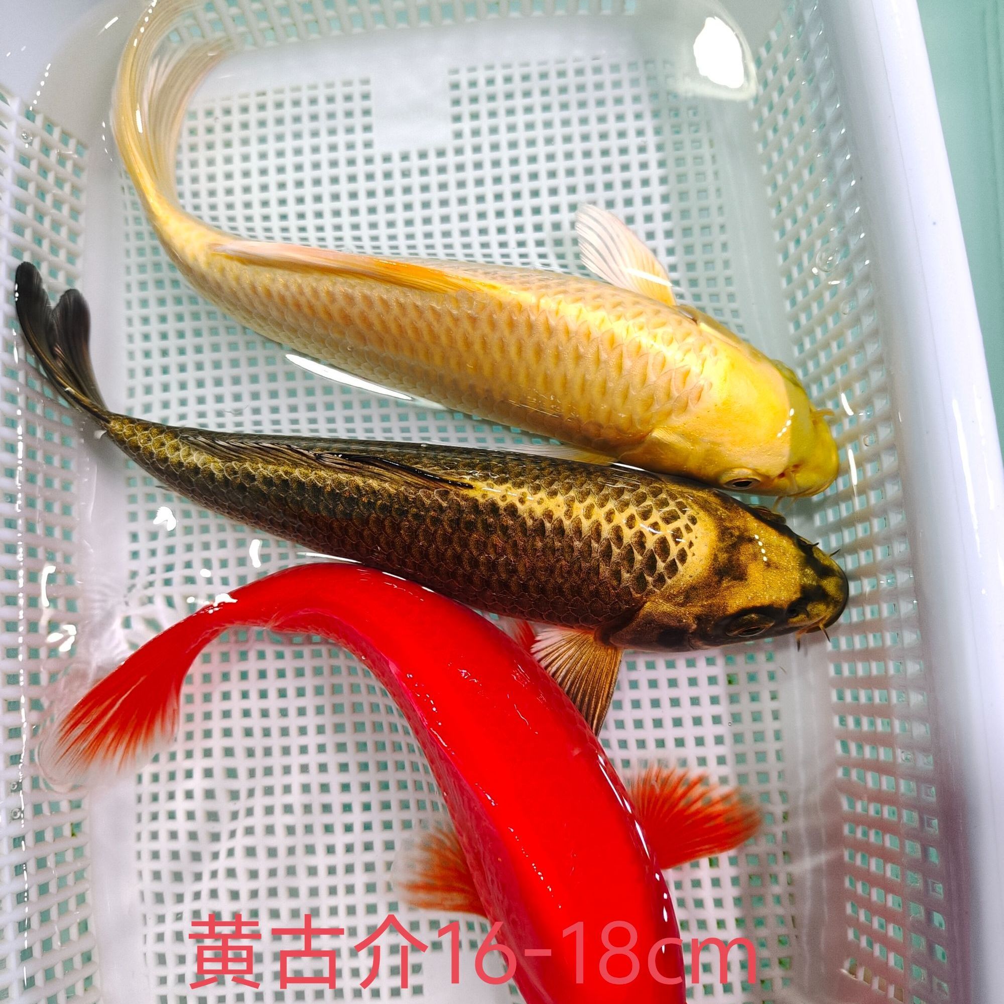 （十一）1条介子1条黄金1条古黄金16-18公分精品冷水鱼