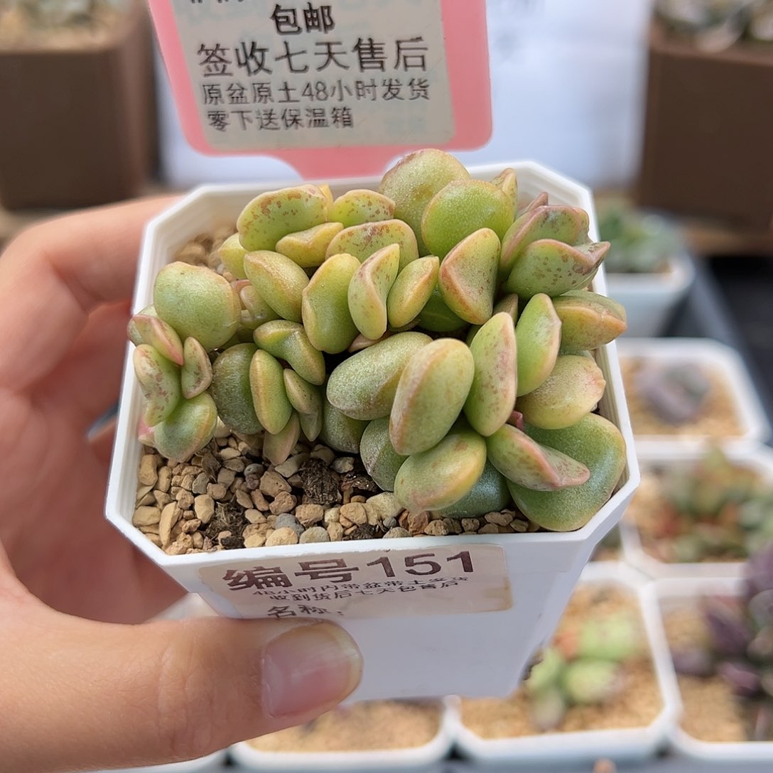 李*?151爱心蛋糕锦多肉