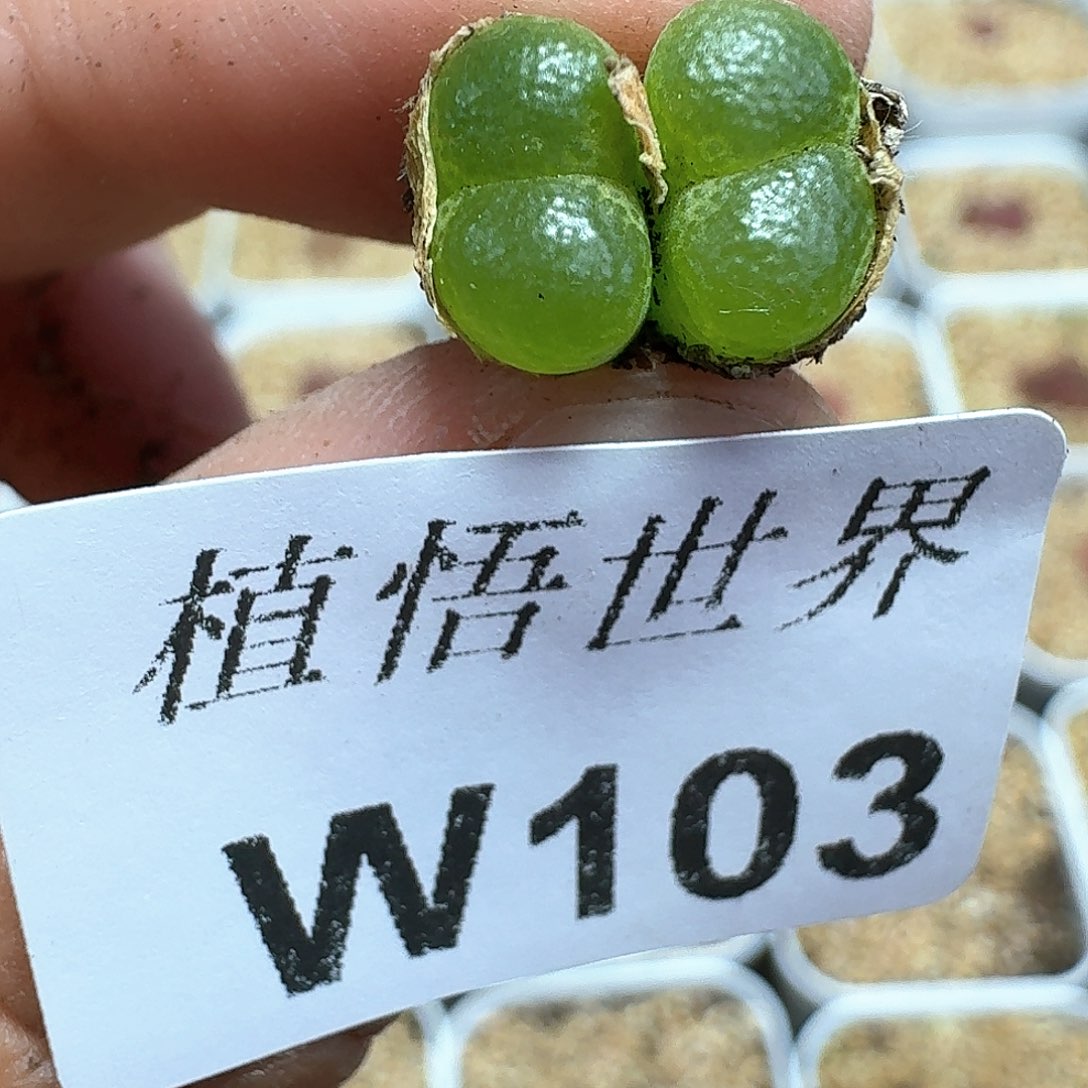 多肉植物的润泽额f f