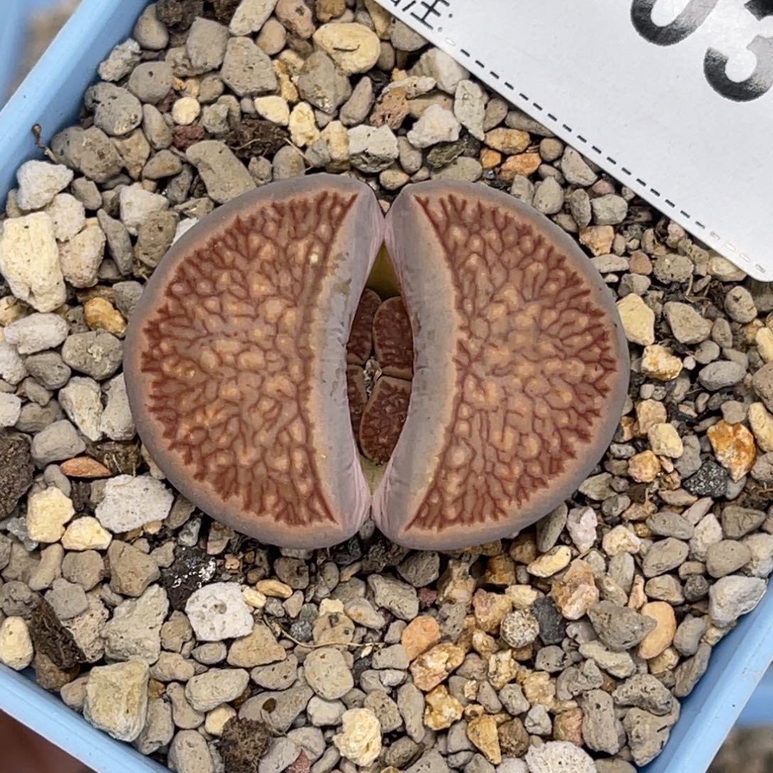 1033岛田菊1尺寸3.5