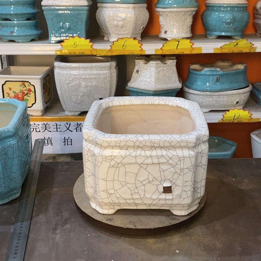 千**室花盆里的小猫咪