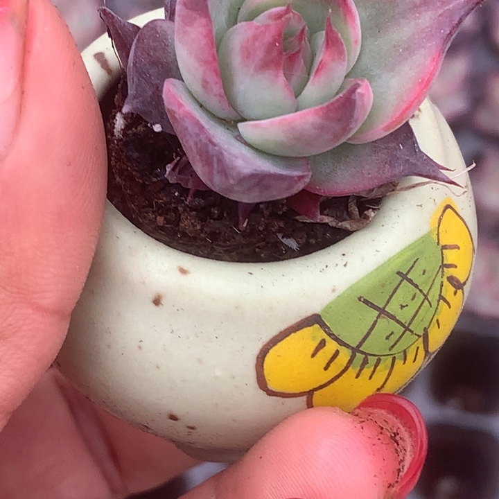 惊鸿。拍3发4。拍5发7颗 （满9.99包邮不满9.99发叶子）