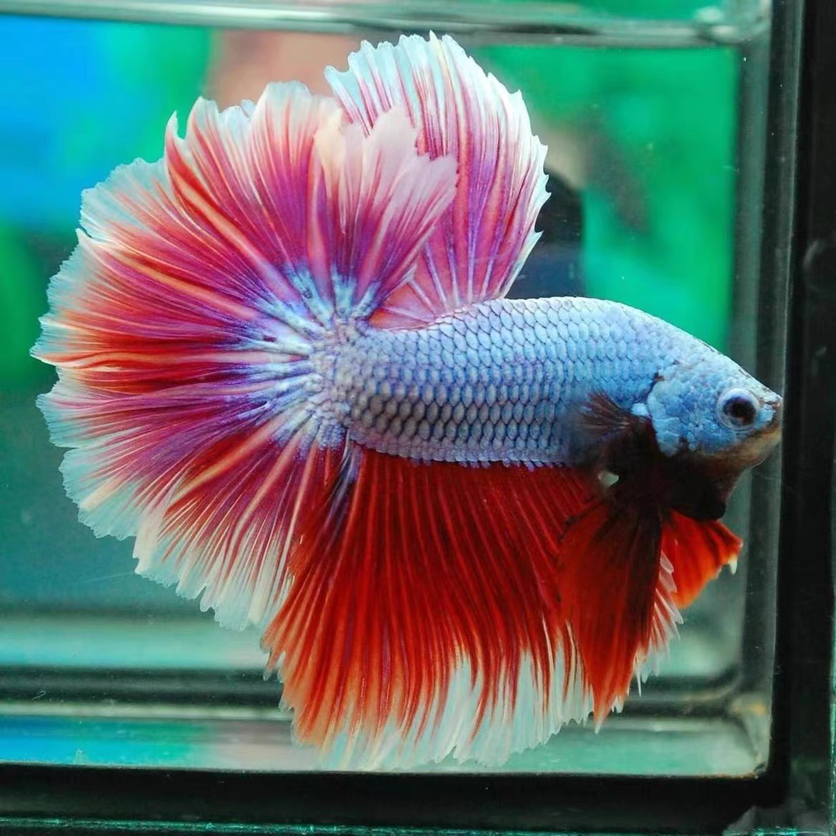 A1（1-24）精品泰国斗鱼小型热带观赏鱼（直播间选鱼）