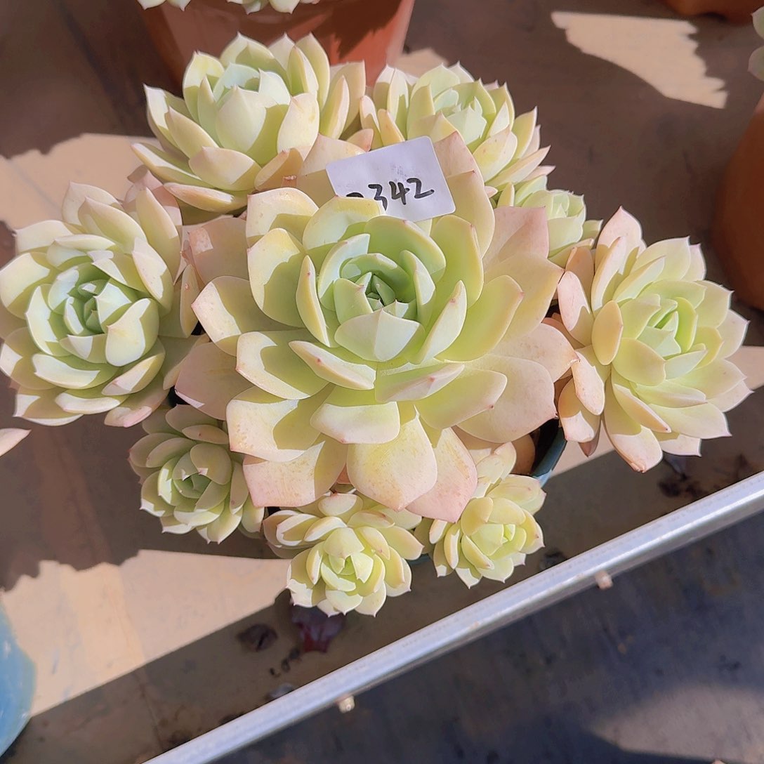 ༺****2342恋曲多肉植物