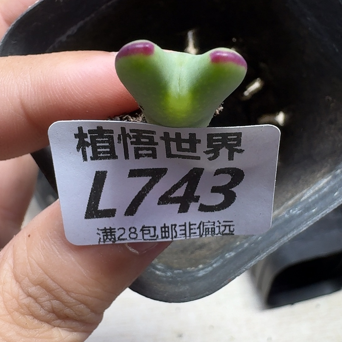 多肉植物的人生fgb