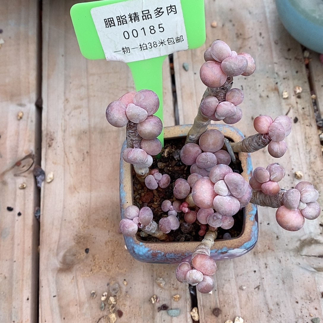 185投进去咯哦咯哦哦