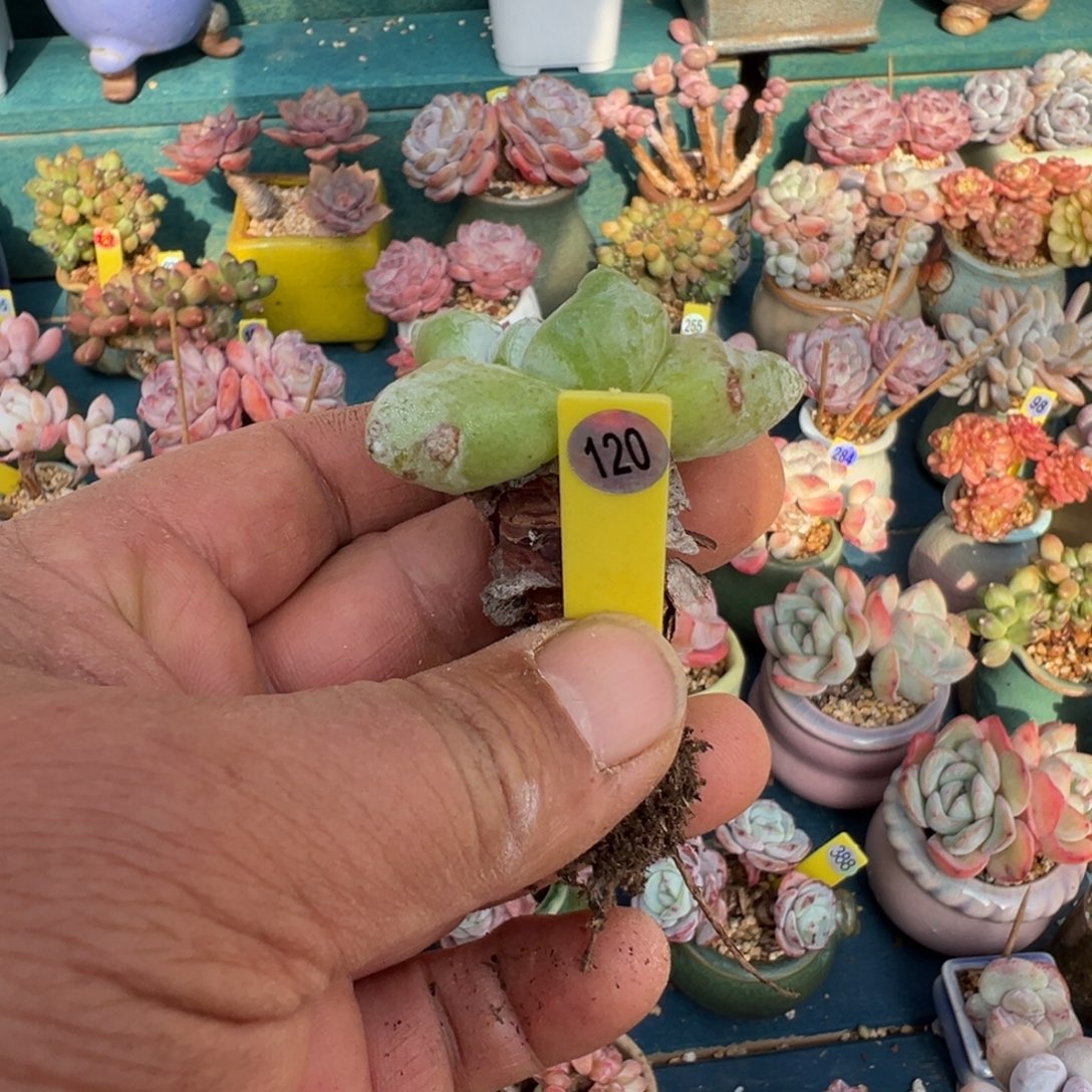 羚***主120号拇指脱土发货0000