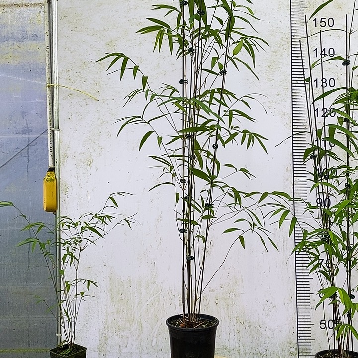 与***翼完全开放内门竹内门竹