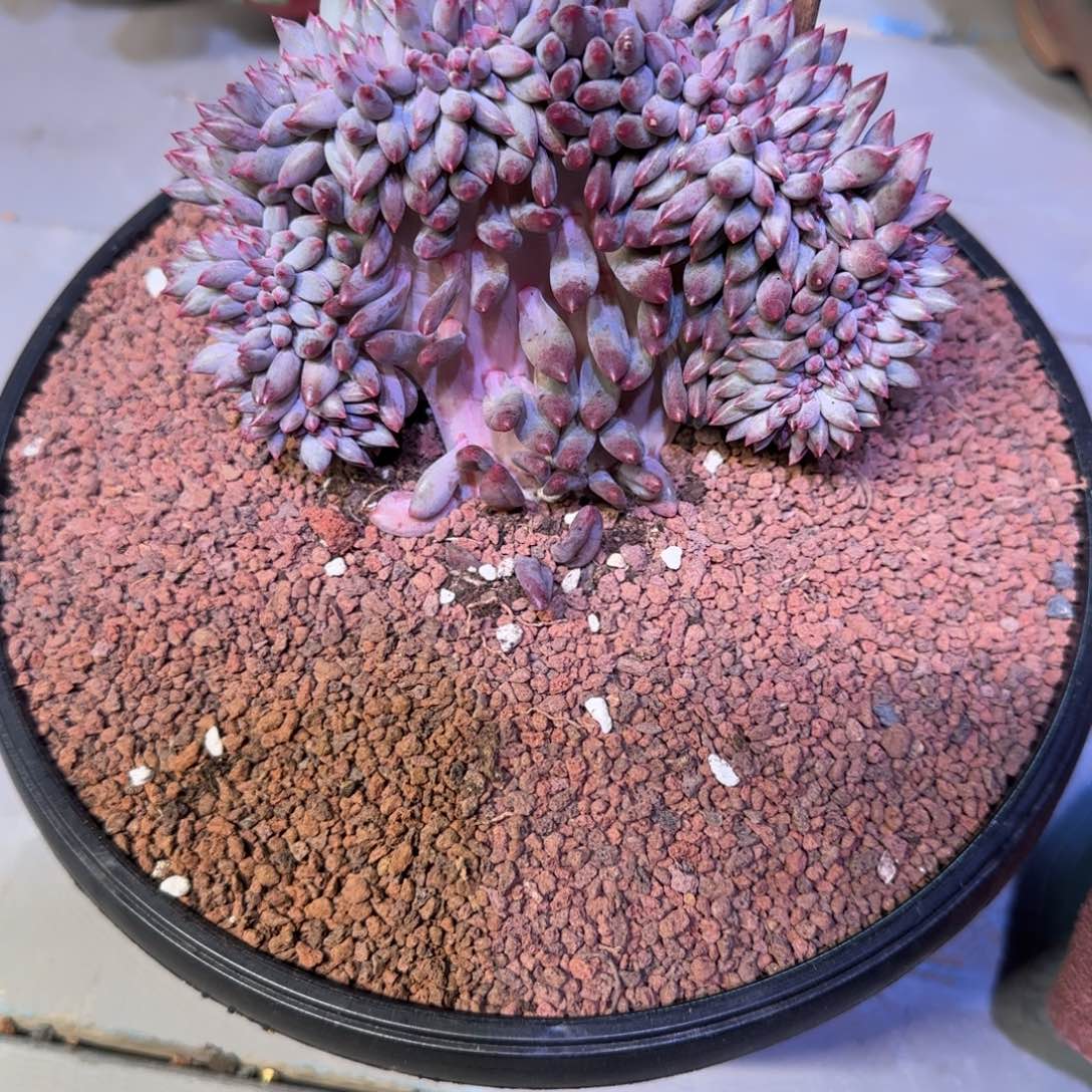 虞美人缀化多肉植物一物
