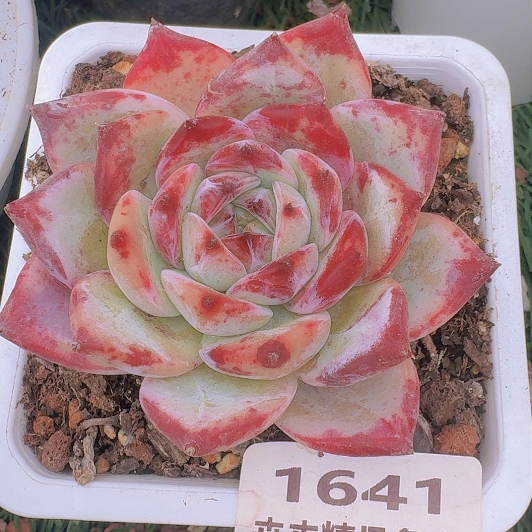 1⑥41 卉卉精品多肉 非偏远地区湾28元包邮