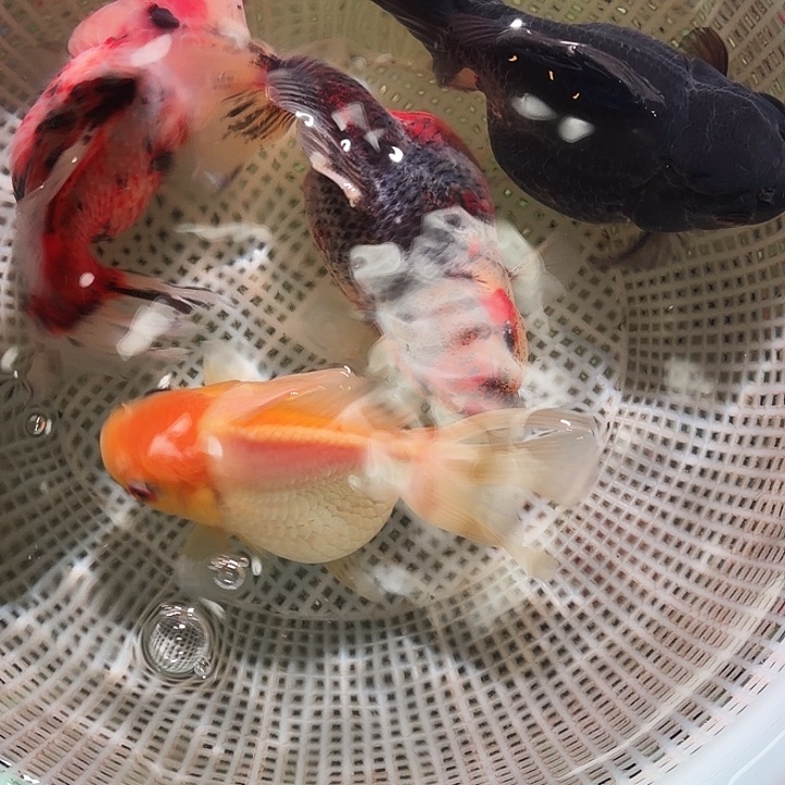 金鱼13号尺寸8-13区间