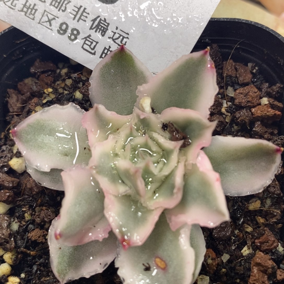 499紫蝴蝶锦单头带根