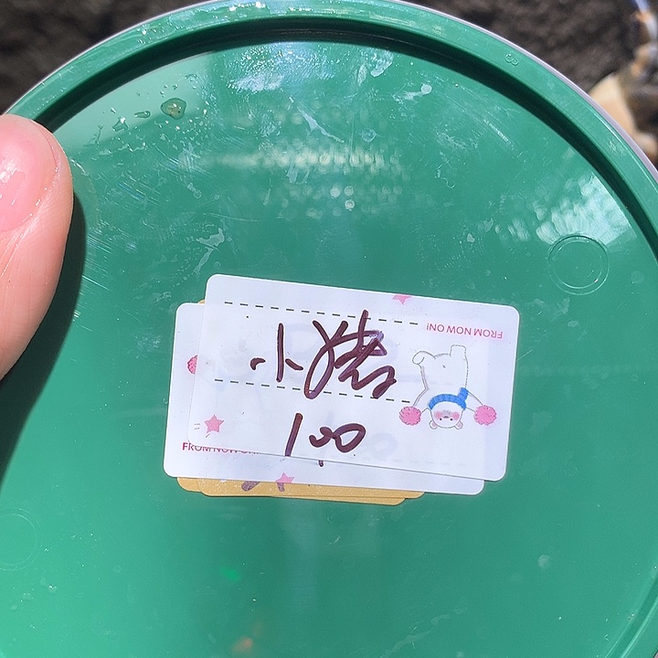 小猪专拍奔跑的寄居蟹