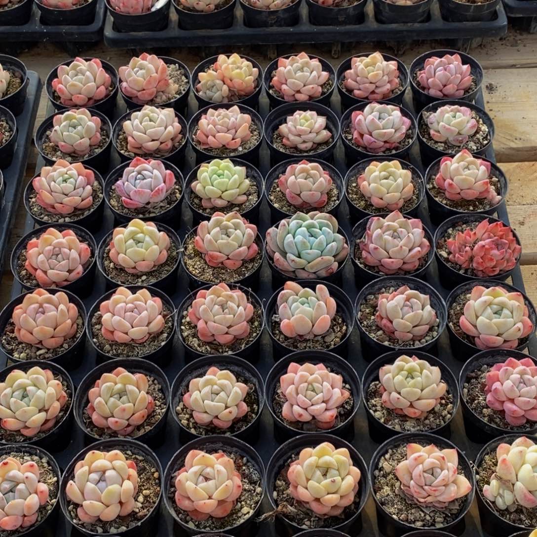 082的人生态度就是说