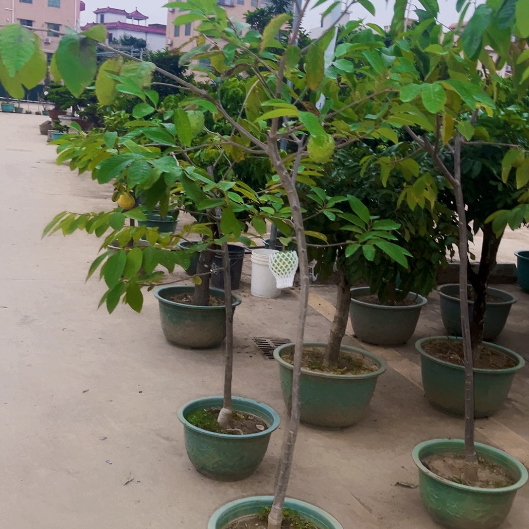 用***6完全开放果树88888888