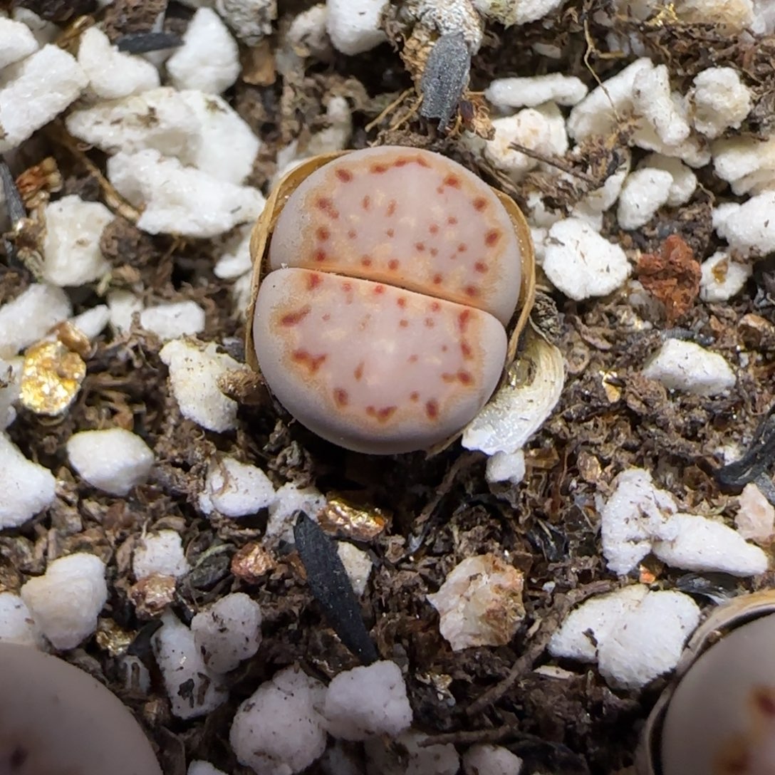 8.6。。.015饼干。。。2099