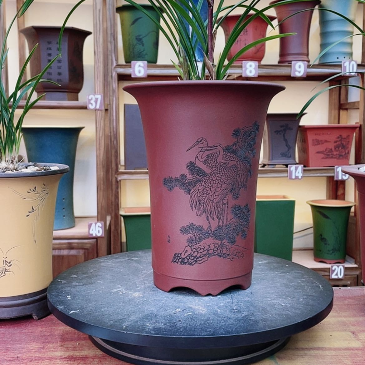 【闪购商品】紫砂花盆兰花455666625888845555