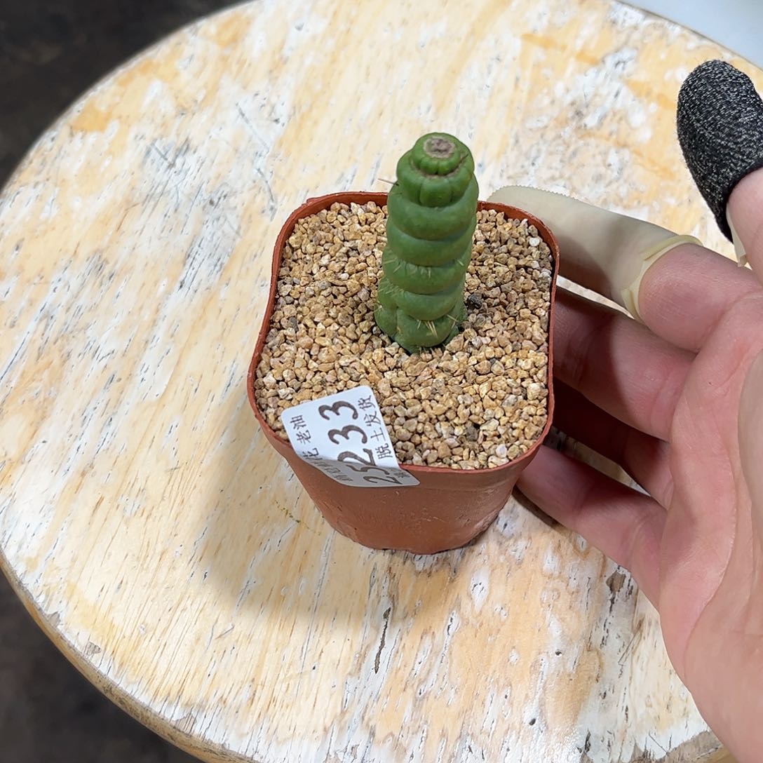 25233一物一拍单头发货