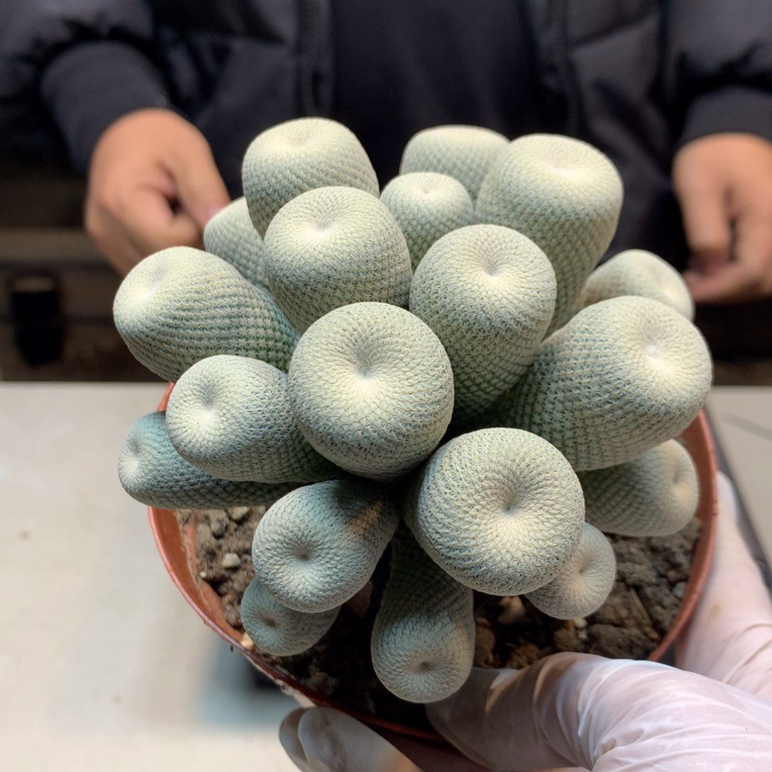    23号   草球嫁接日系小人帽 11公分