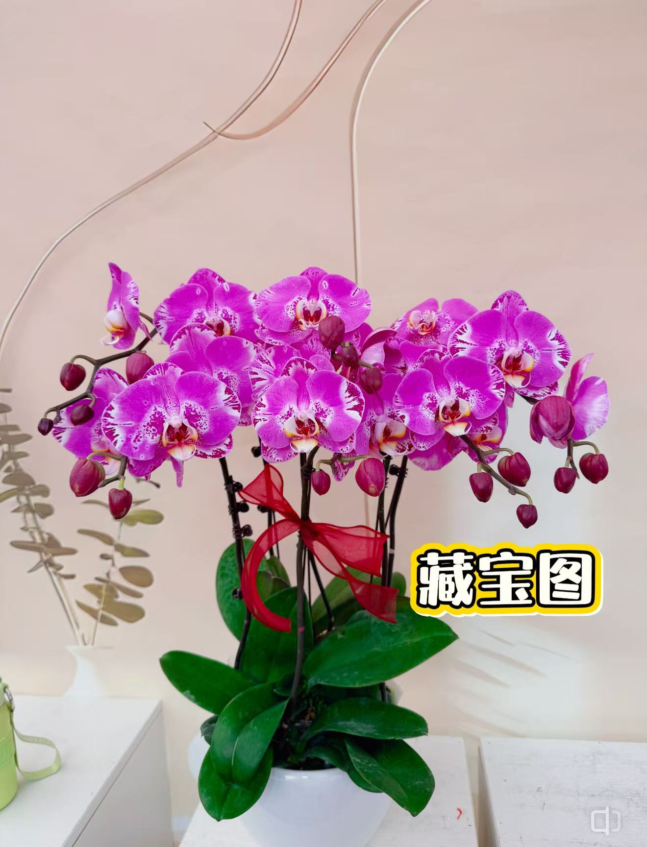 蝴蝶兰《藏宝图》大花型 年宵花 送人送礼佳品 新鲜绿植