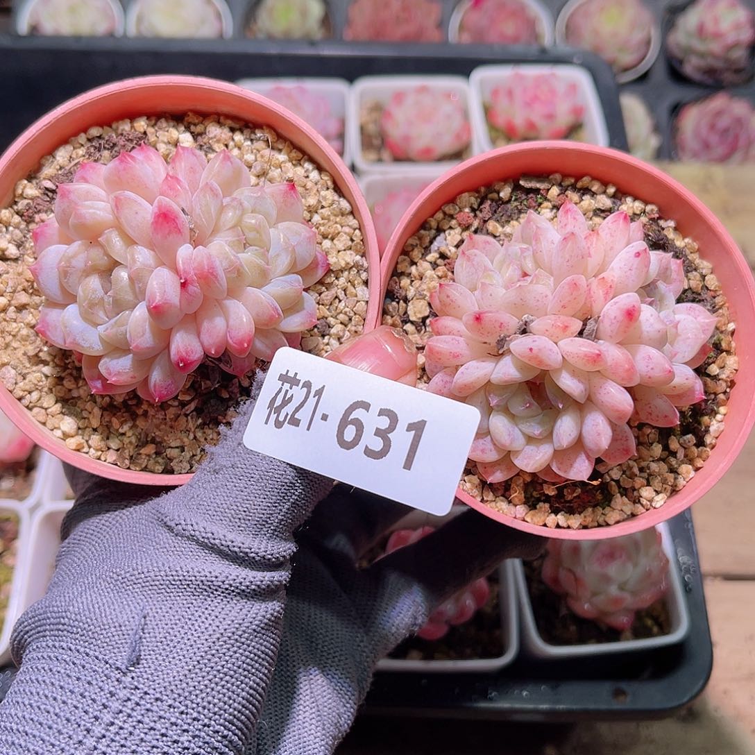 花21-631秘境冰魄2颗