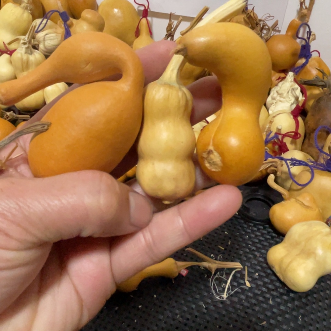 z***6葫芦哈哈哈哈哈哈哈哈