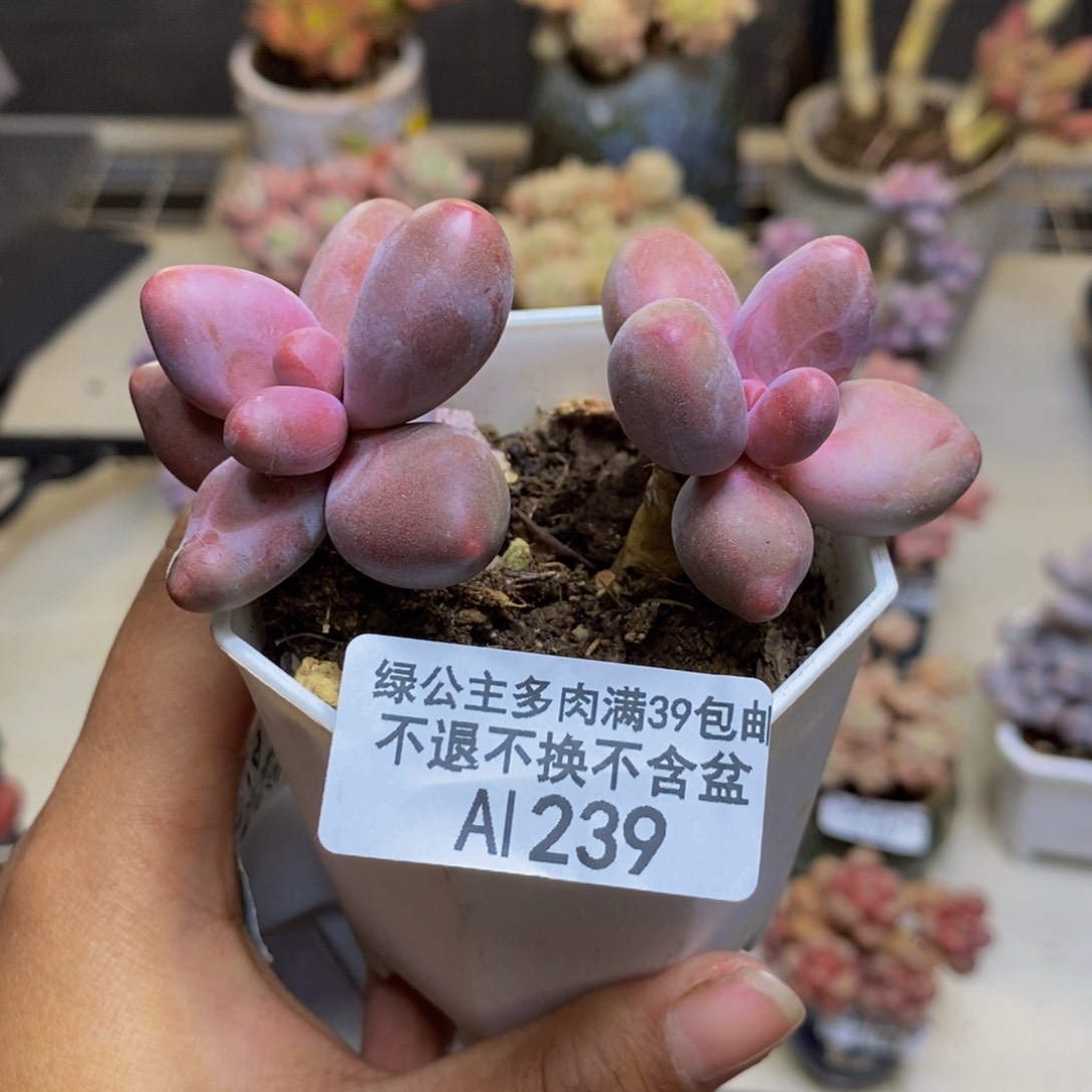 239糖果美人多肉5c m