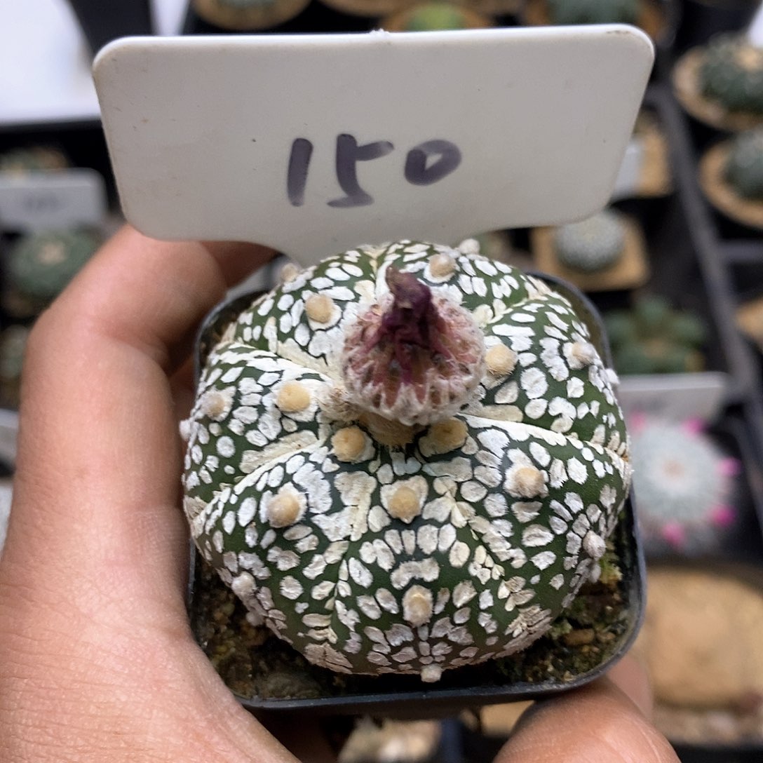 开播后我会一直特价来咯