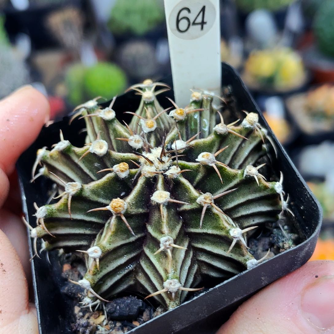 非偏远地区满25包邮仙人球