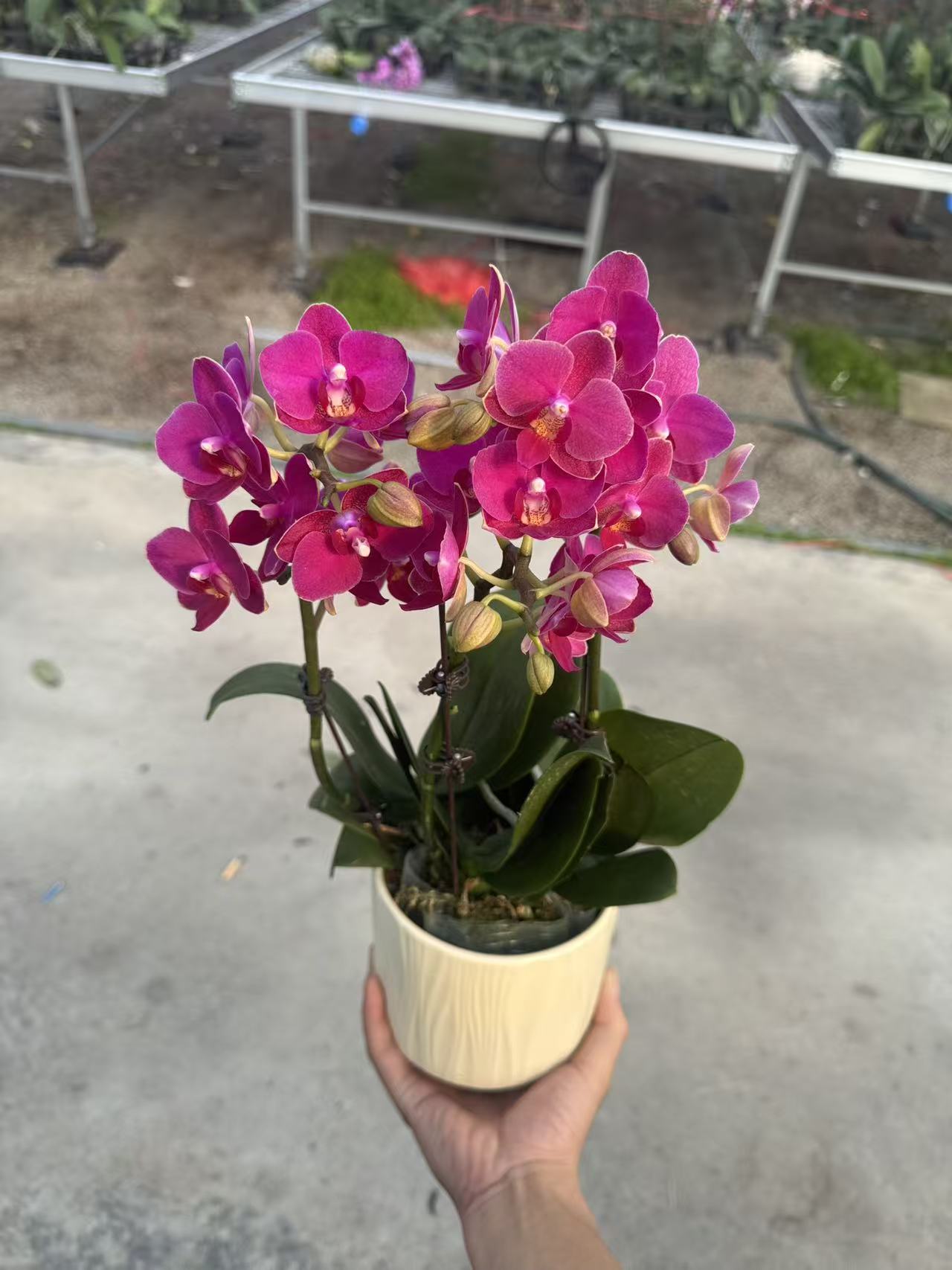 兰屿 LYSLAND【满堂红带盆】蝴蝶兰鲜花盆栽