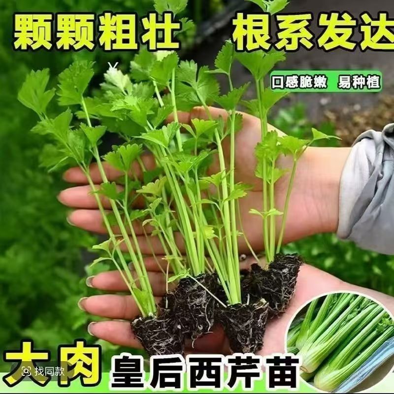 四季小香芹皇后西芹玻璃翠芹芹菜苗适合阳台盆栽庭院种植易成活