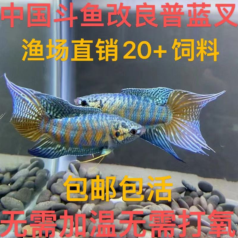 （改良斗鱼蓝叉）中国斗鱼高低温淡水好养耐养免打氧懒人鱼菩萨鱼
