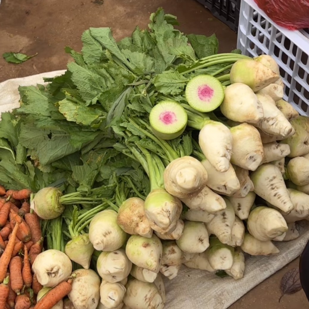 大头菜农家自种新鲜现挖