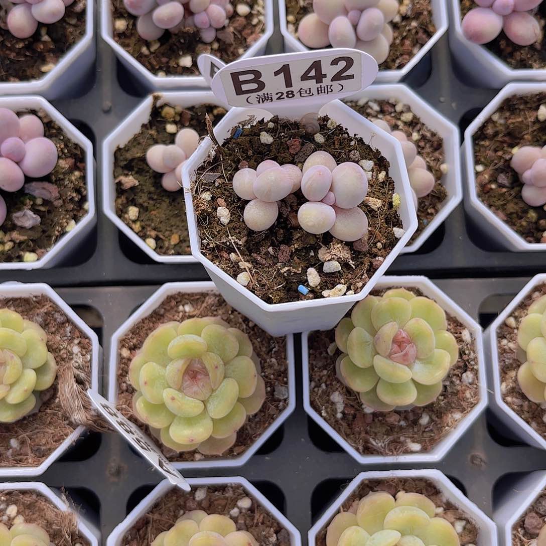 一**泡B142奶酪一物一拍