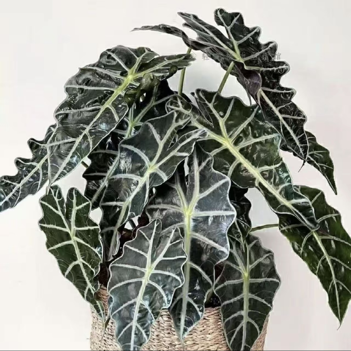 大仙女海芋盆栽 