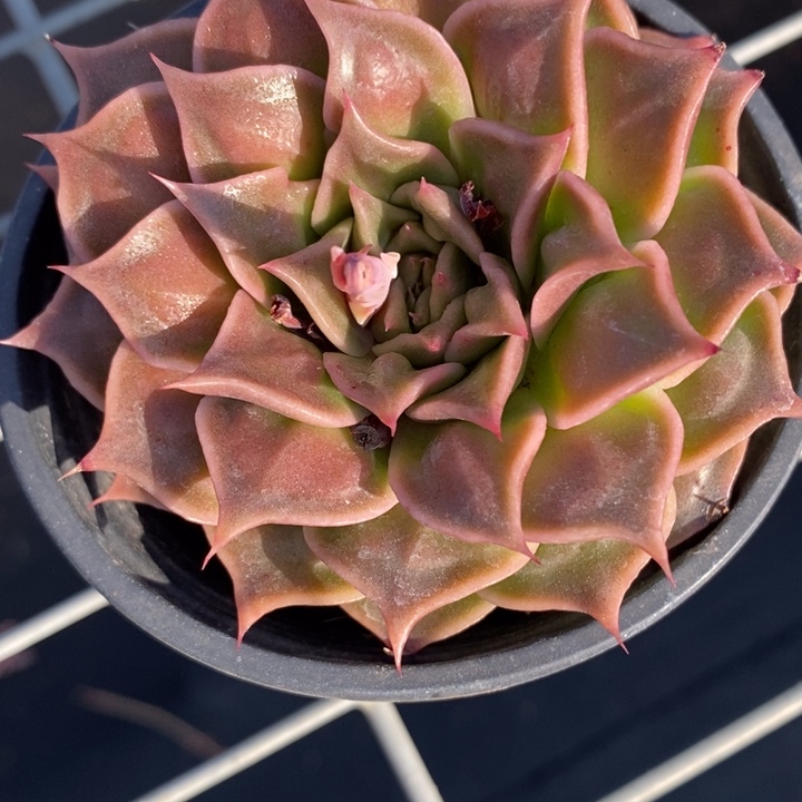 完全开放闻****?特异功能