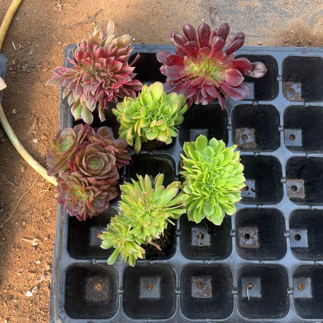 谈**爱333号，6棵法师多肉