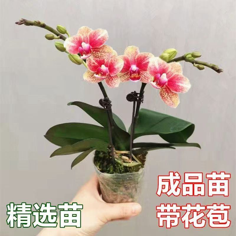 蝴蝶兰盆栽兰花大苗带花剑花苞室内绿植四季开花易成活