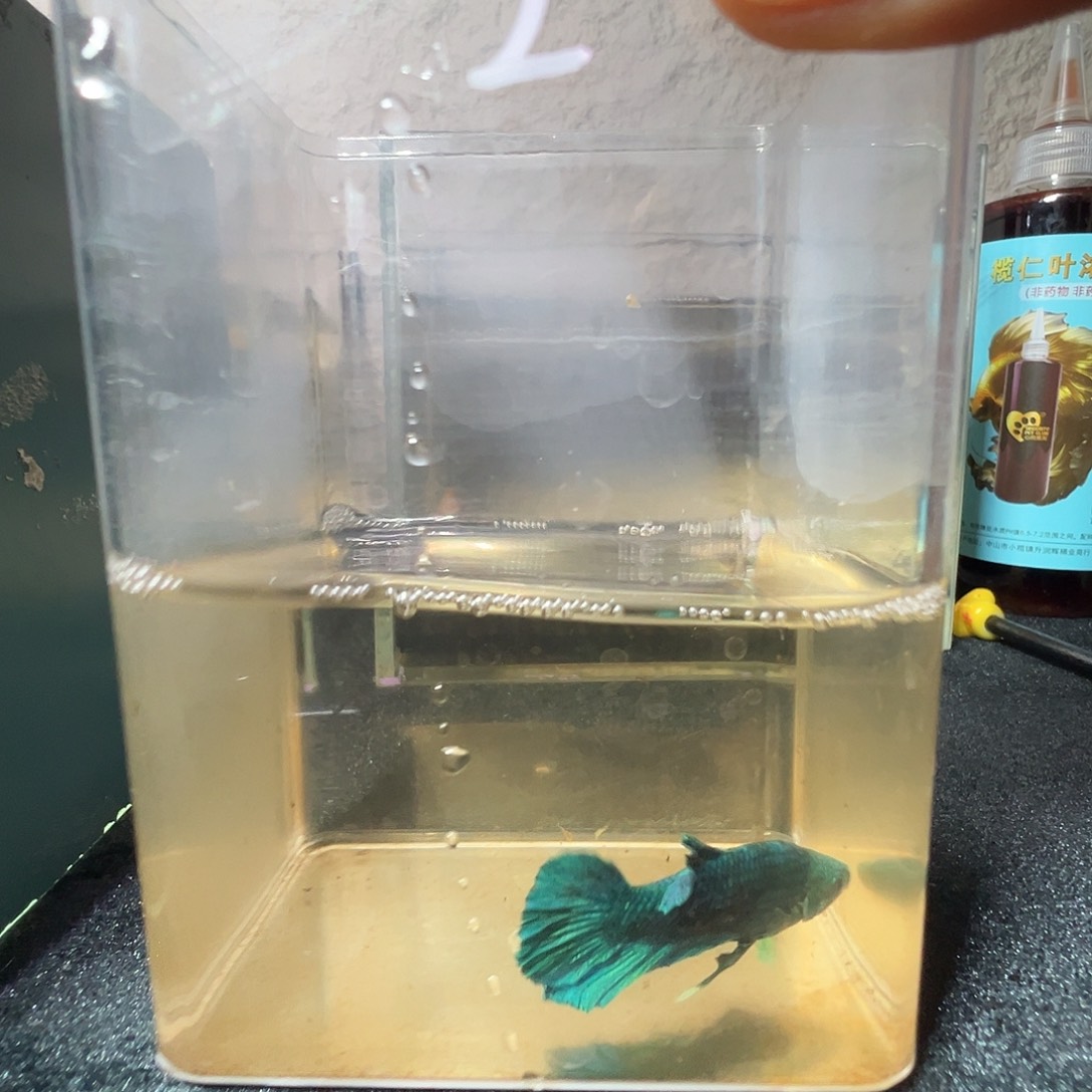 斗鱼阿浩泰斗10日888