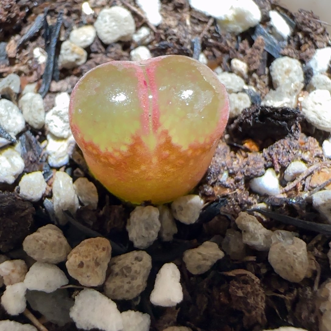 肉锥多肉植物百科-6km风铃357