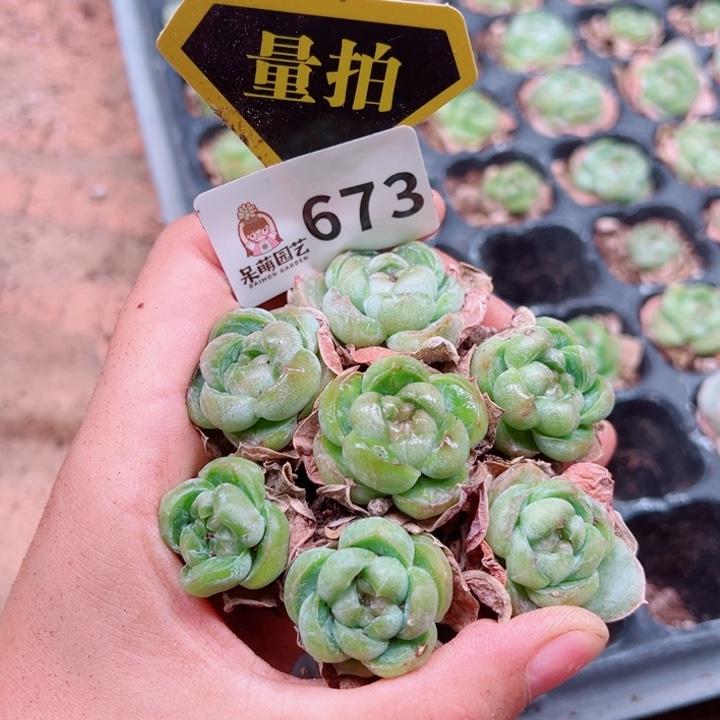 多肉植物多肉植物