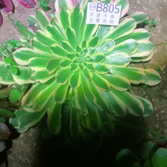 多肉植物朝霞805