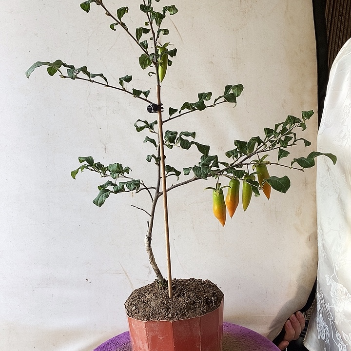 天***星大量花朵（建议范围：8朵-15朵 或40%以上）