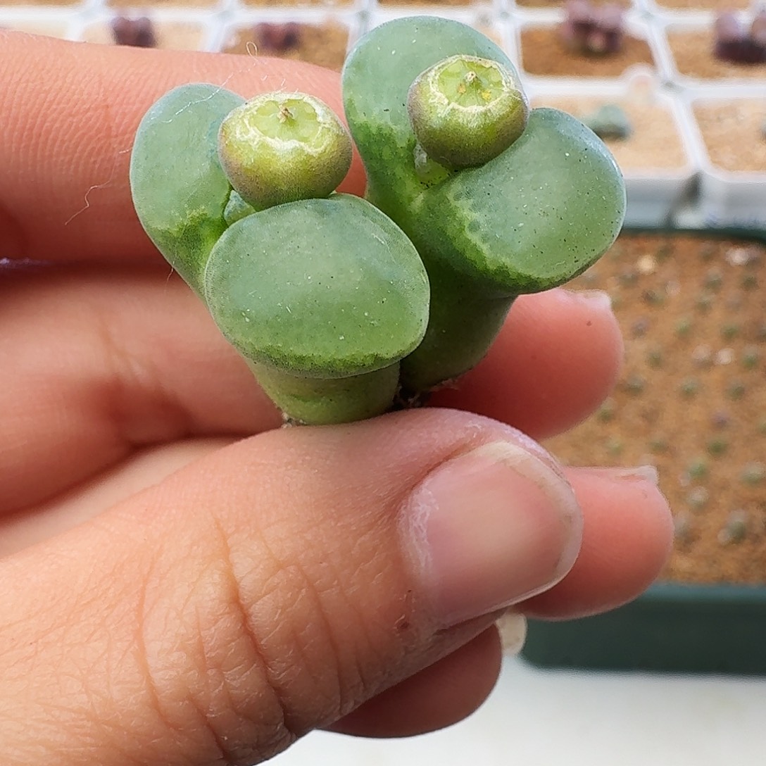 多肉植物福利肉锥323