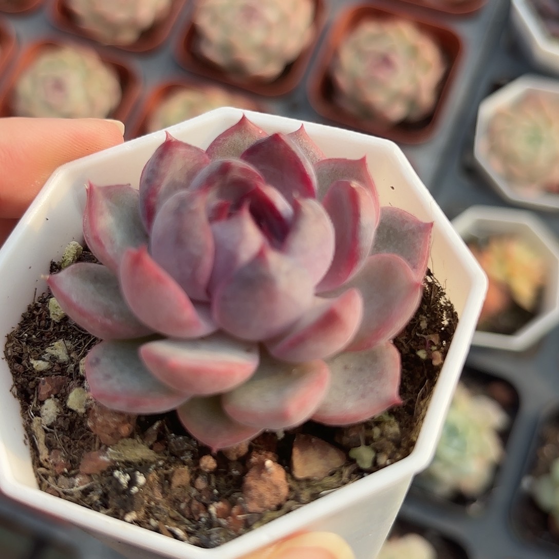 精品蓝莓多肉植物