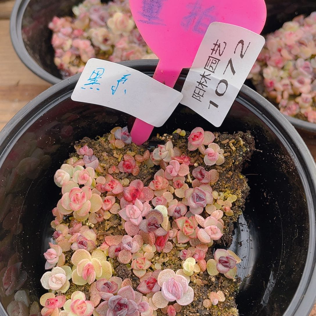 量拍多肉植物多肉植物1072